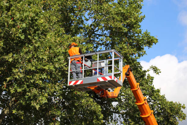 Best Tree Planting Services  in Hermitage, PA